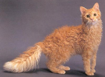 Mèo Laperm - mèo lông xoăn Hoa Kỳ