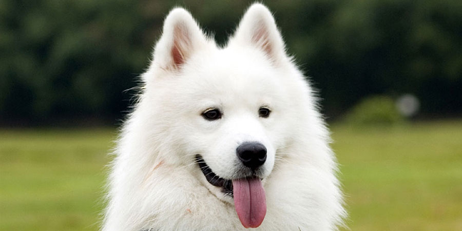 Beautiful Samoyed Dog With Tongue Out