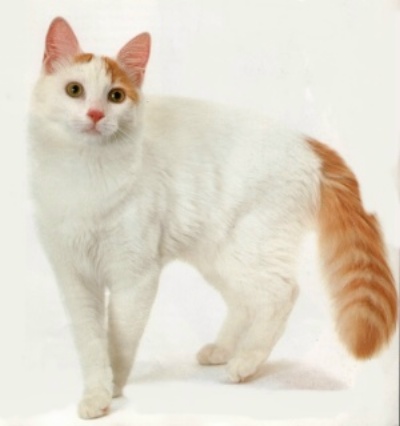 Beautiful White Turkish Van Cat With Orange Tail Picture