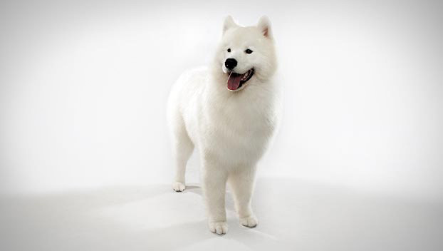 Beautiful Young Samoyed Dog With White Background