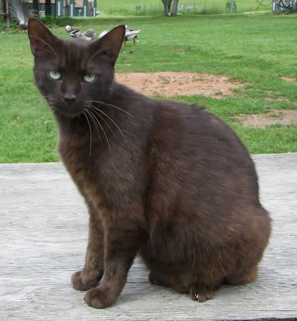 Black And Brown Havana Cat Picture