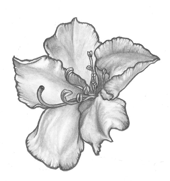 Black And Grey Rhododendron Flower Tattoo Design