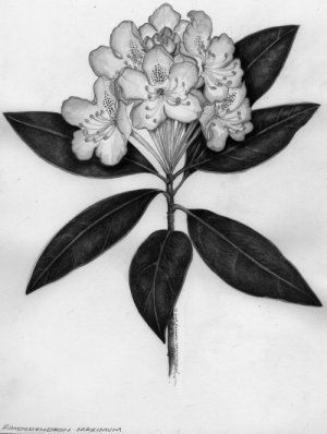 Black And Grey Rhododendron Flowers Tattoo Design By Yevonn Wilson Ramsey