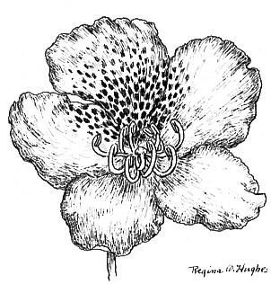 Black Ink Rhododendron Flowers Tattoo Stencil