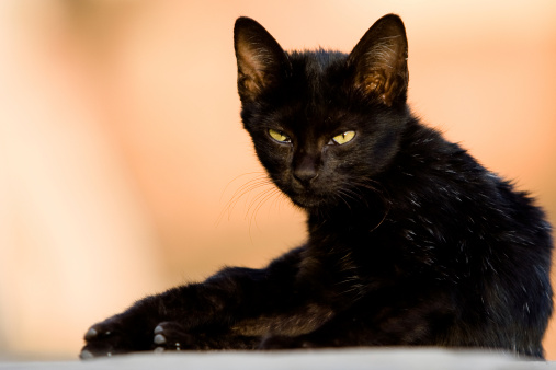 Black LaPerm Cat Grooming