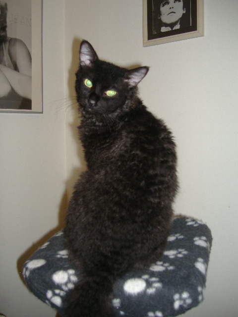 Black Laperm Cat Sitting On Table