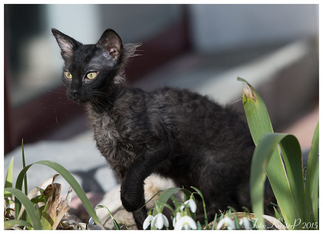 Black Laperm Kitten