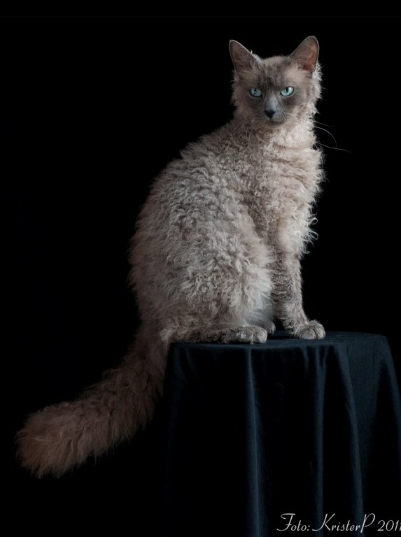Blue Eyed Laperm Cat Sitting On Table