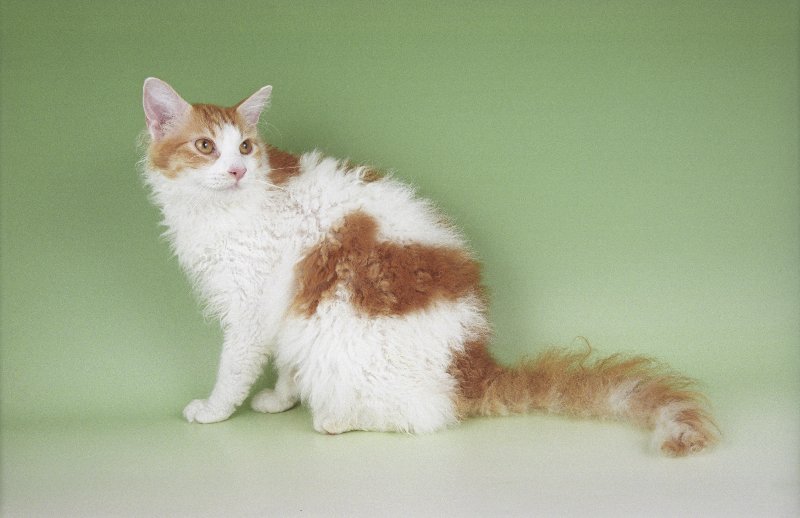 Brown And White Full Grown Laperm Cat Sitting