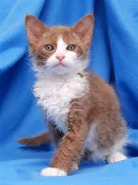 Brown And White Laperm Kitten
