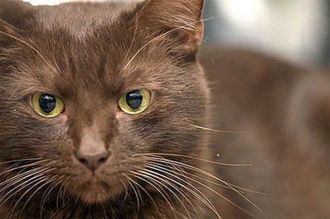 Brown Havan Cat Face Closeup