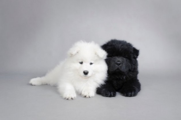 Chow Chow And Samoyed Puppies Sitting Together
