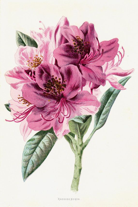 Classic Rhododendron Flowers Tattoo Design