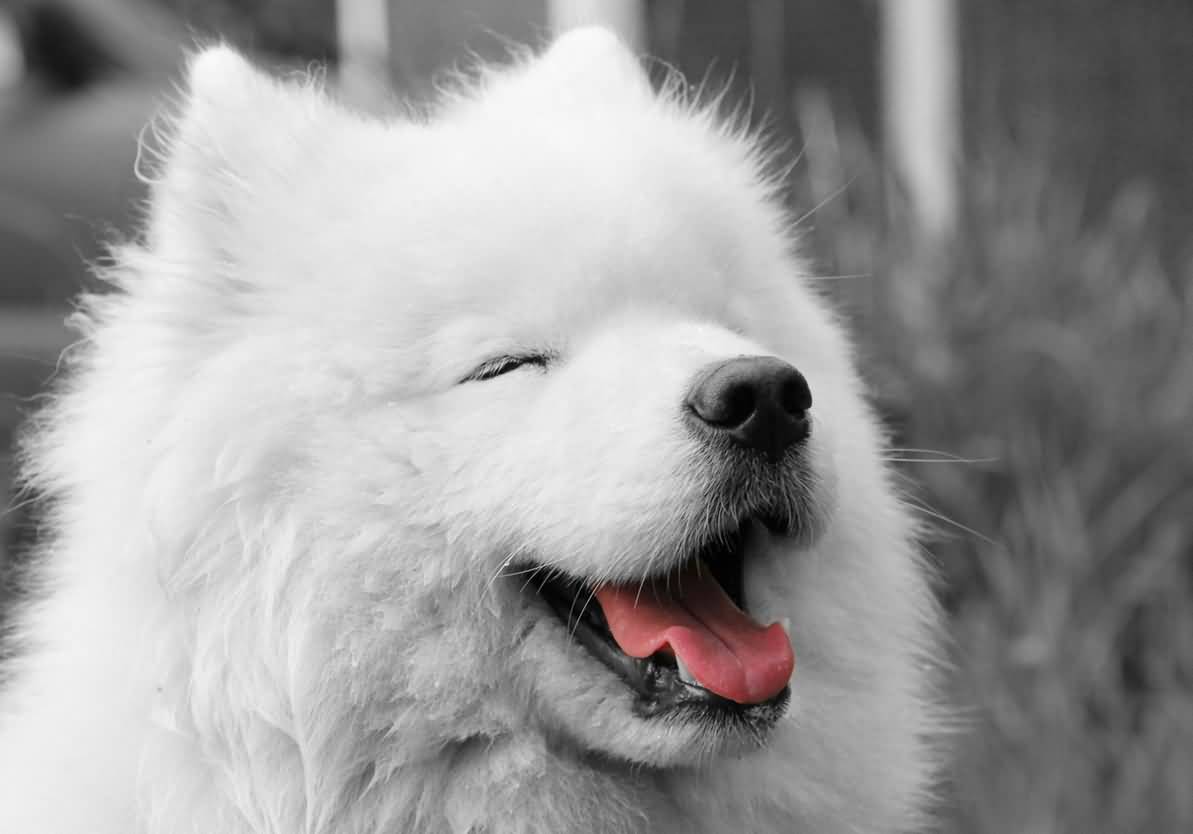Closeup Of Samoyed Dog Face