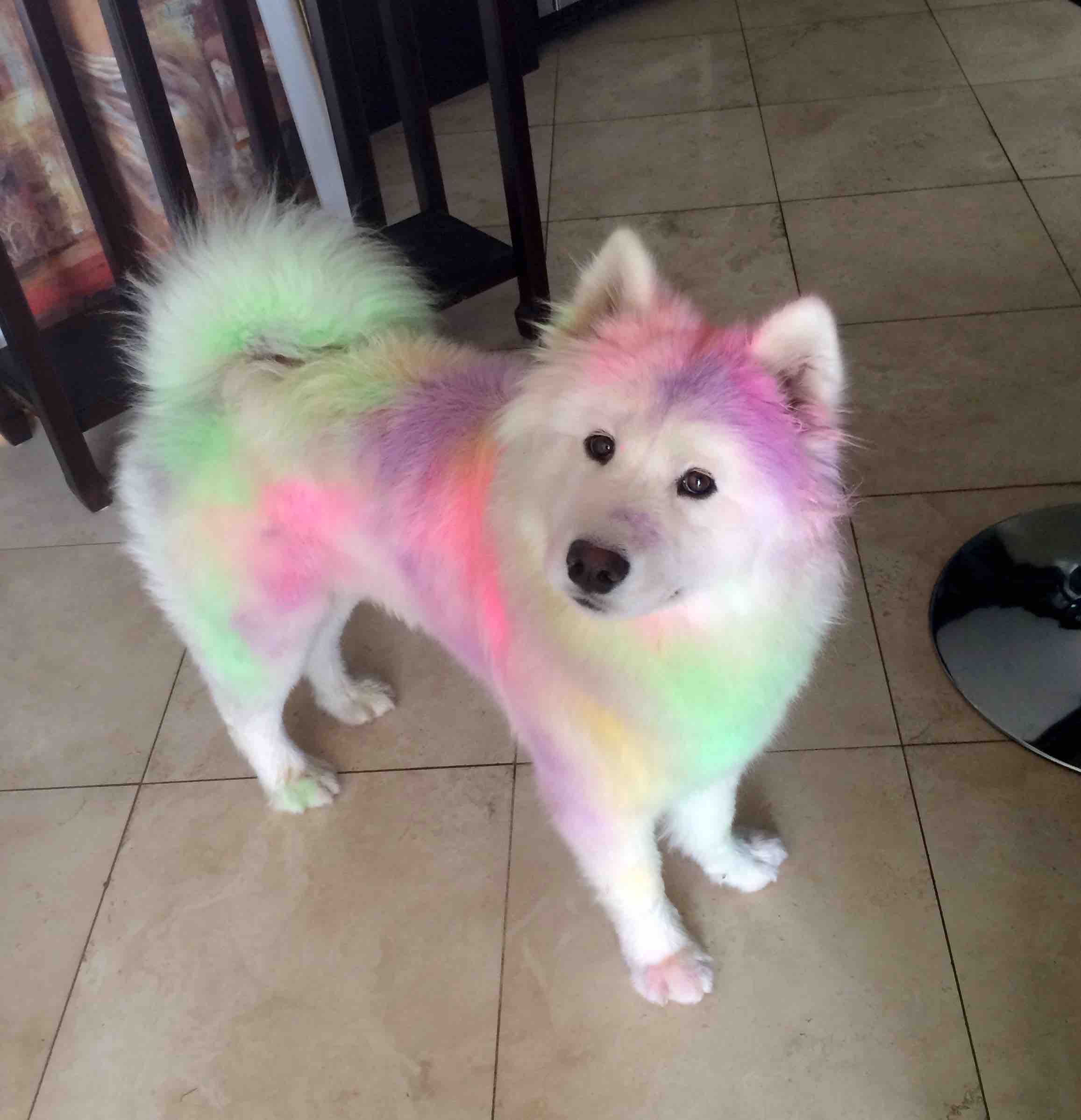 Colorful Samoyed Dog