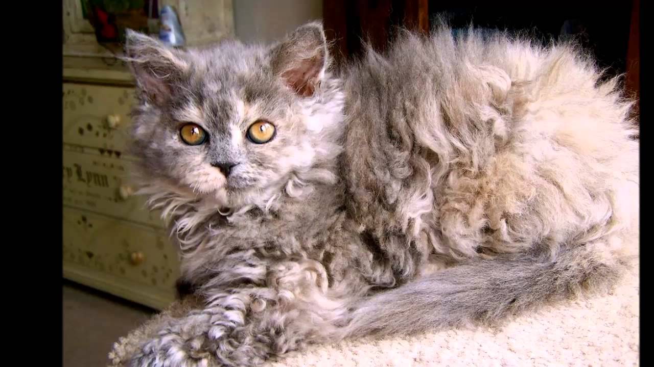 Curly Hair Laperm Cat