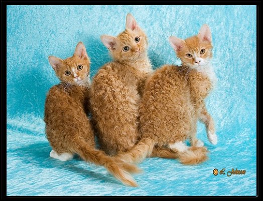 Curly Hair Laperm Kittens Picture