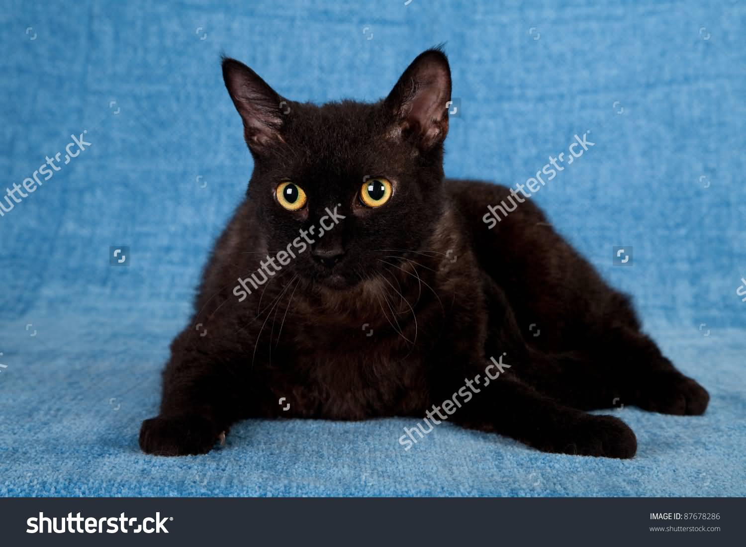 Cute Black LaPerm Cat With Yellow Eyes