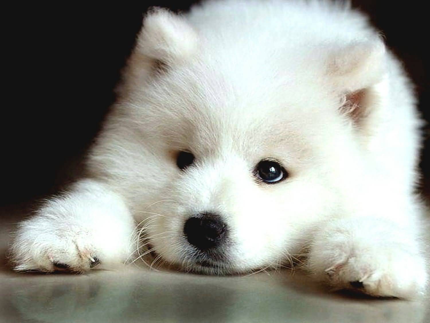 Cute Face Samoyed Puppy