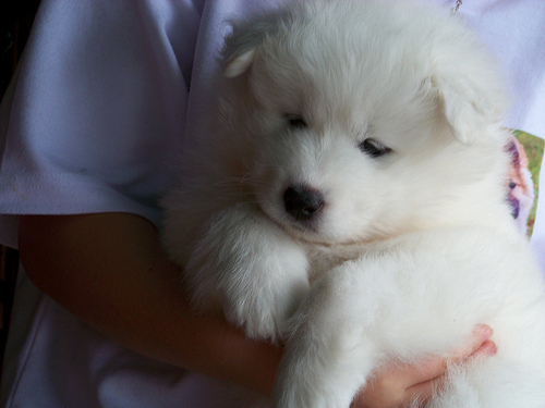 Cute Fluffy Samoyed Puppy In Hand