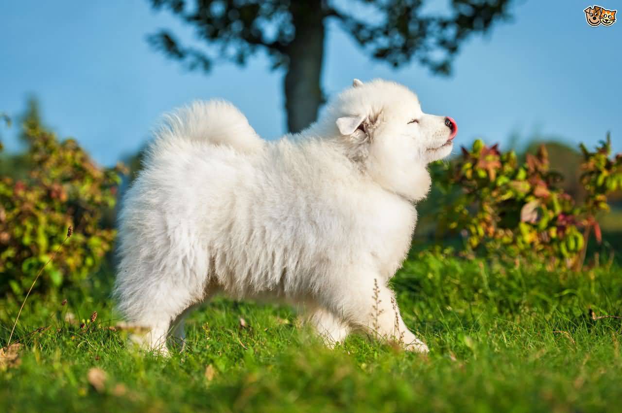 Cute Fluffy Samoyed Puppy Walking On Grass