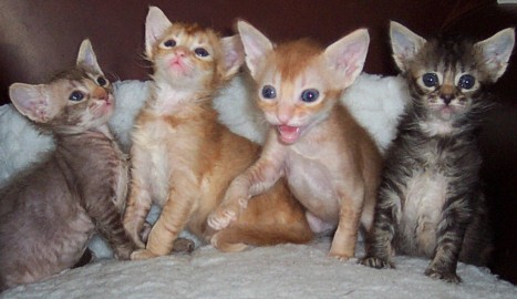 Cute Four Laperm Kittens Picture