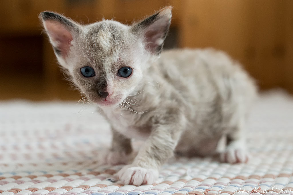 Cute Gray Little Laperm Kitten