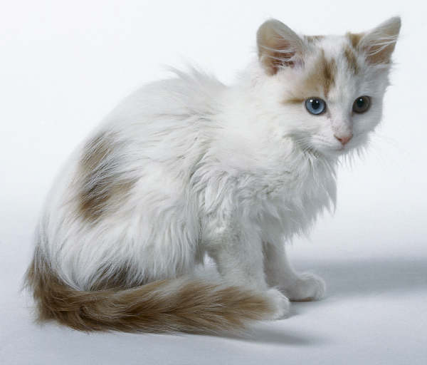 Cute Hairy Turkish Van Kitten