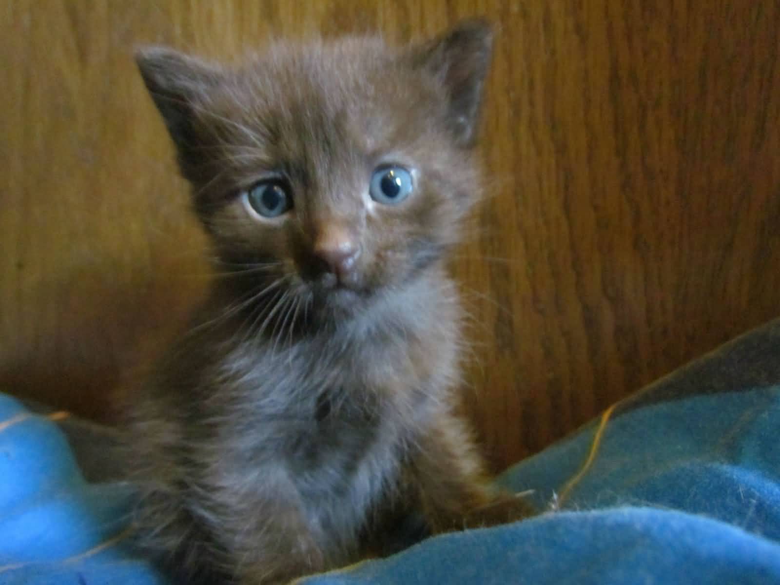 Cute Havana Brown Kitten With Blue Eyes