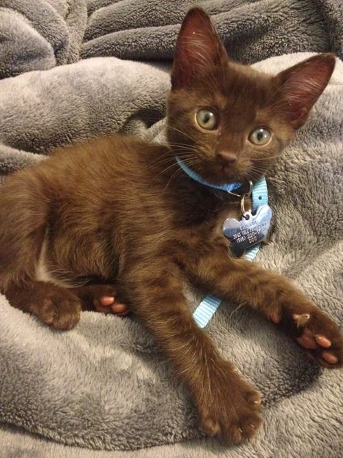 Cute Havana Brown Kitten