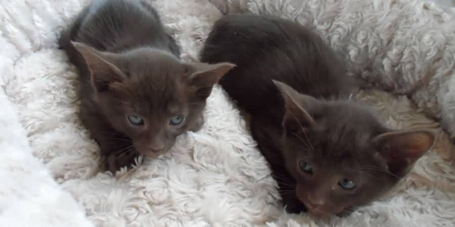 Cute Havana Brown Kittens