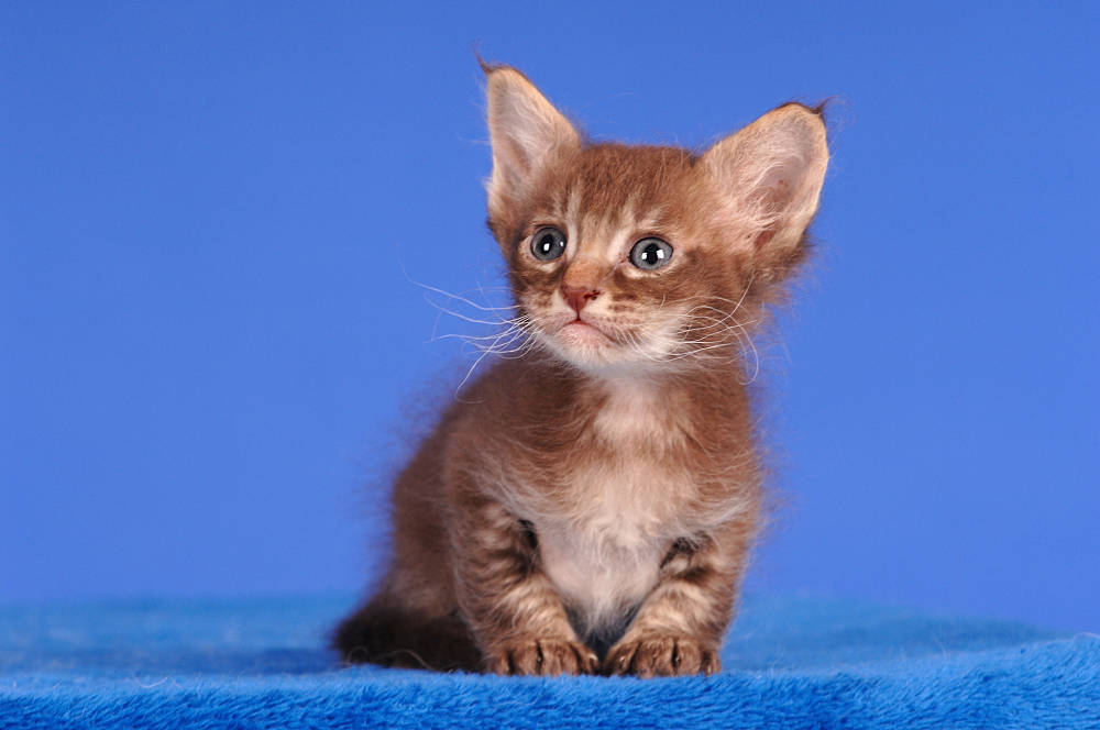 Cute Laperm Kitten Picture
