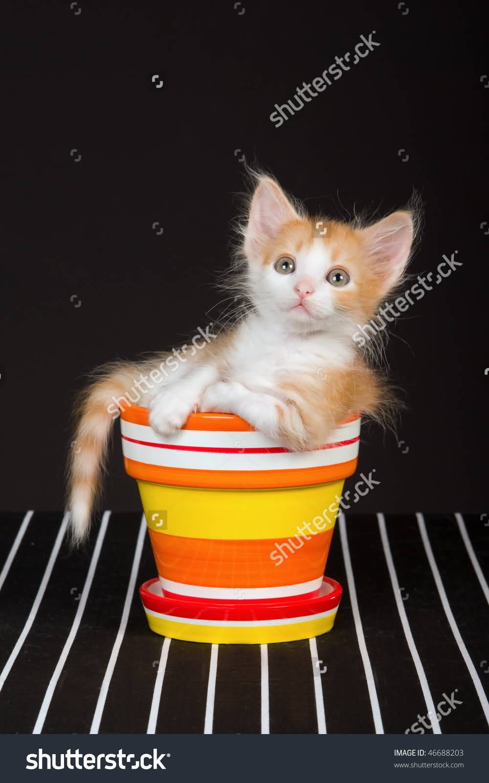 Cute Laperm Kitten Sitting In Colorful Pot