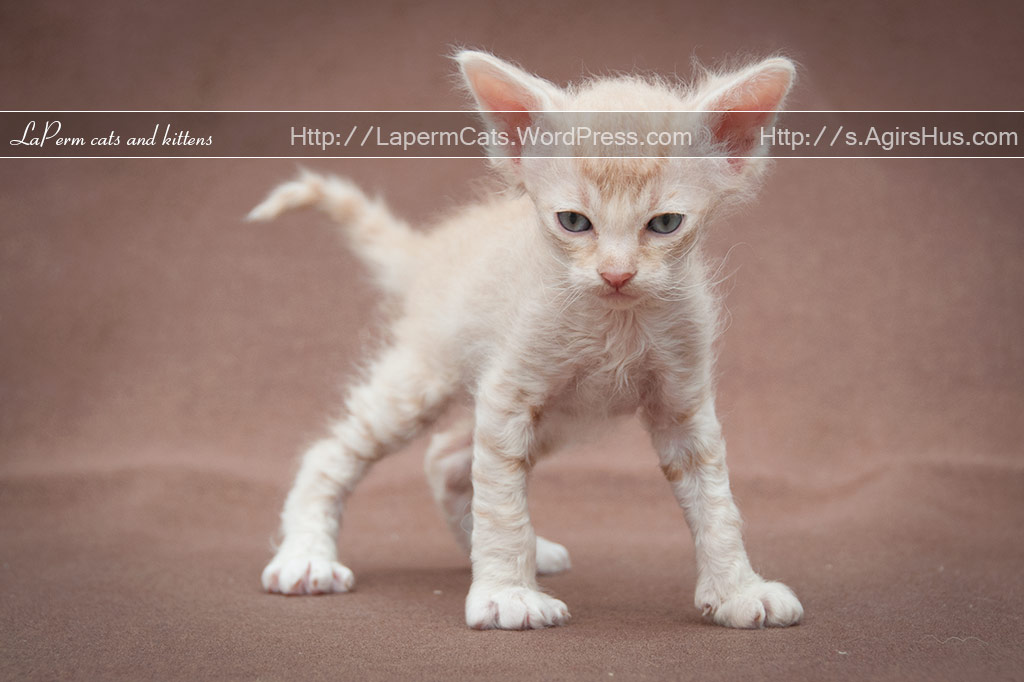 Cute Little Laperm Kitten Picture