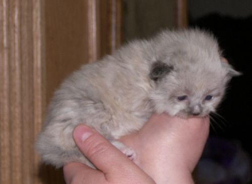 Cute Little New Born Laperm Kitten