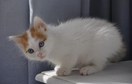 Cute Orange And White Turkish Van Kitten