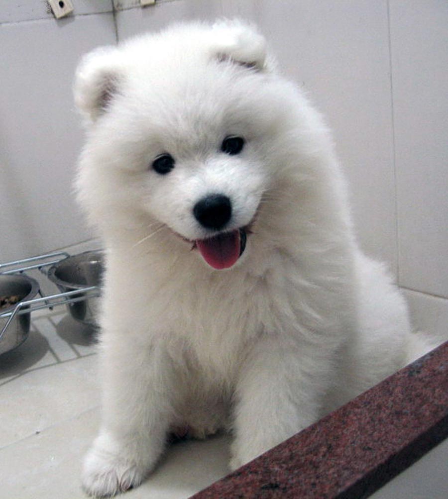 Cute Samoyed Puppy Looking At Camera