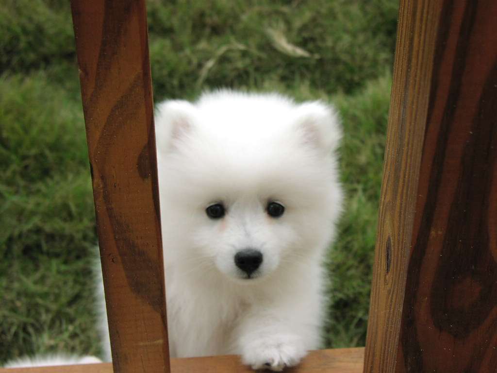 Cute Samoyed Puppy Looking From Window