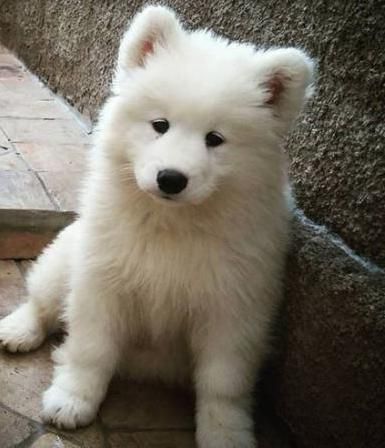 Cute Samoyed Puppy Picture
