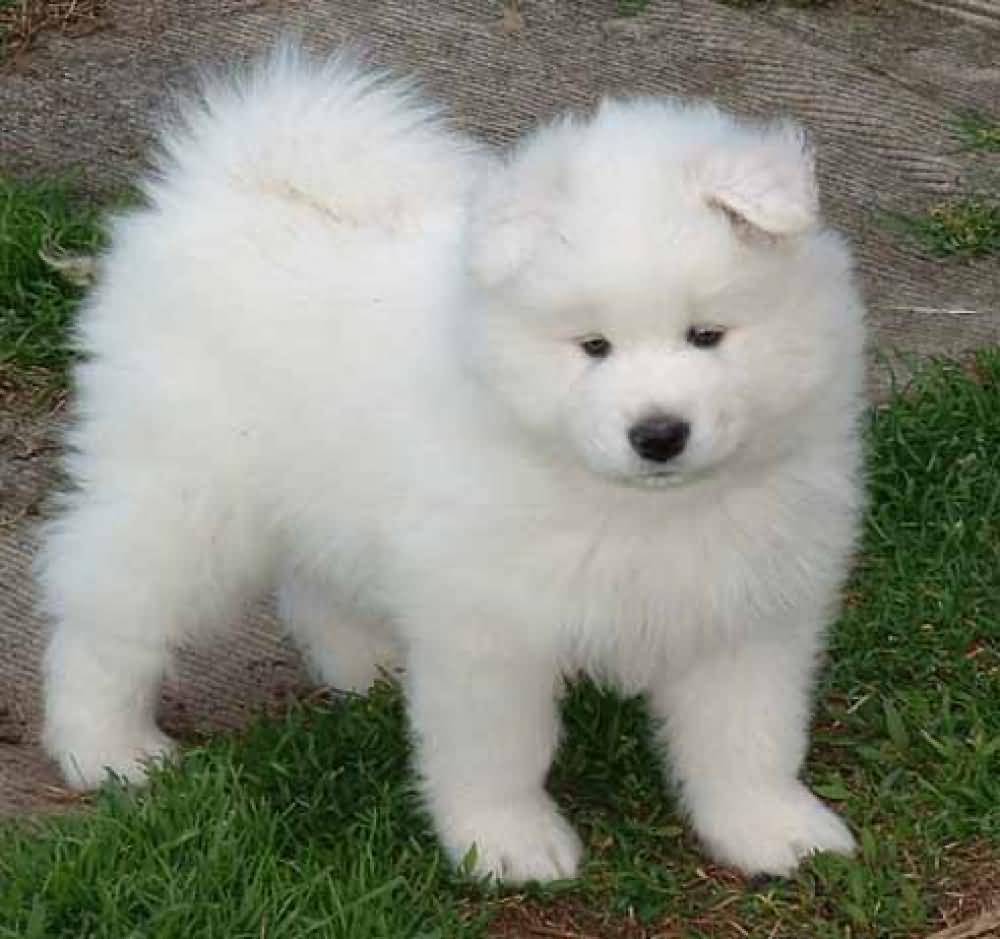 Cute Samoyed Puppy