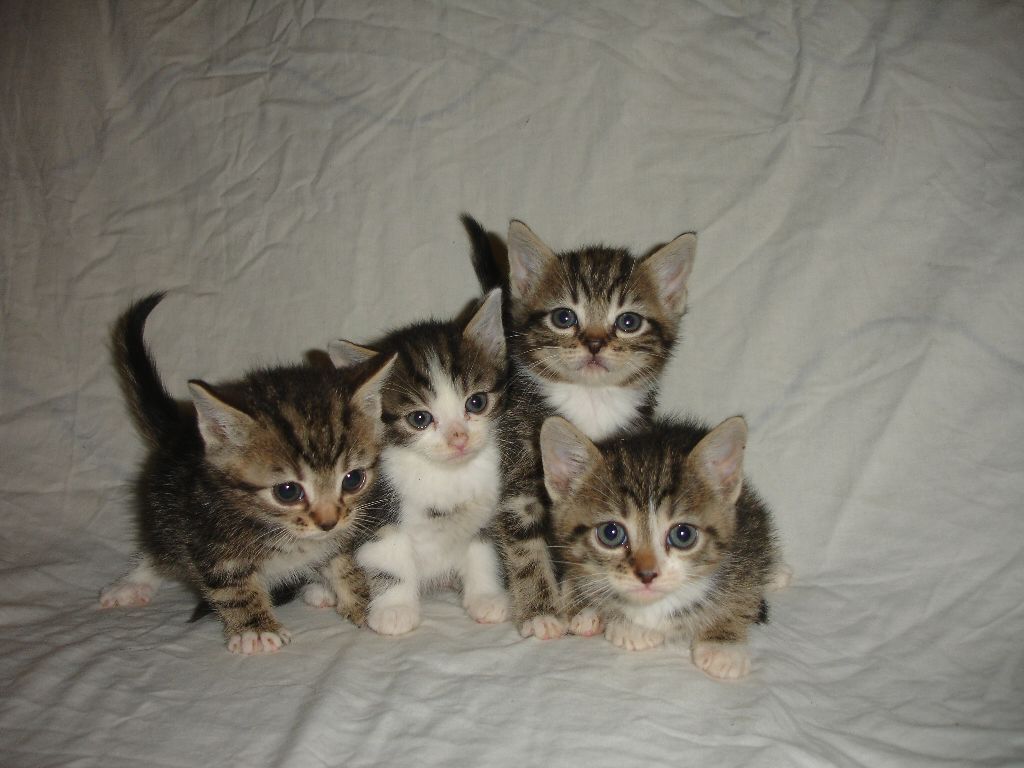 Cute Tabby Turkish Van Cross Kittens
