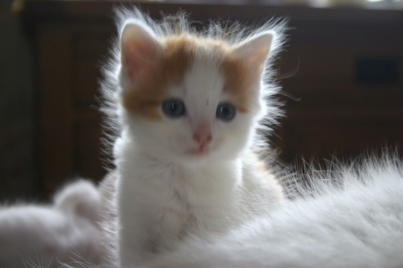 Cute Turkish Van Kitten Picture
