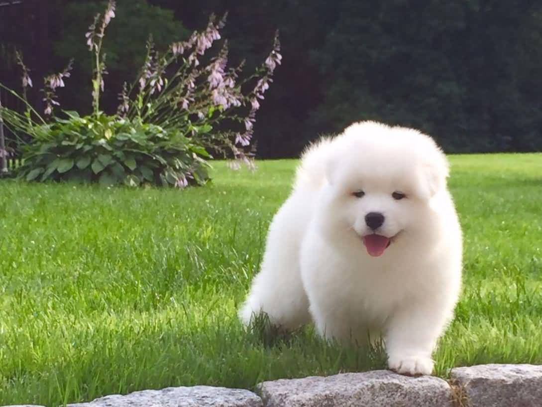 Cute White Samoyed Puppy Outside