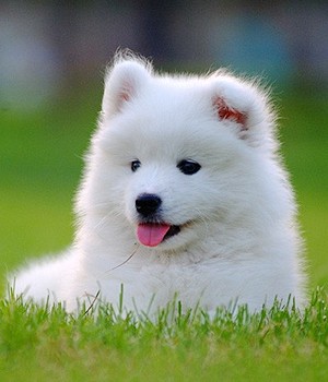 Cute White Samoyed Puppy Sitting On Grass