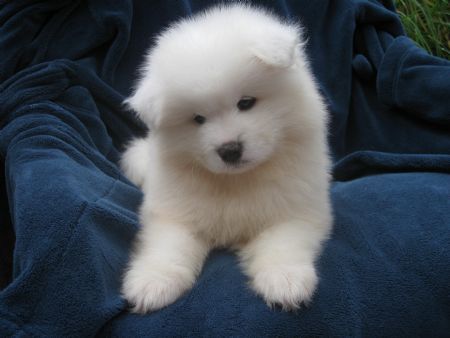 Cute White Samoyed Puppy