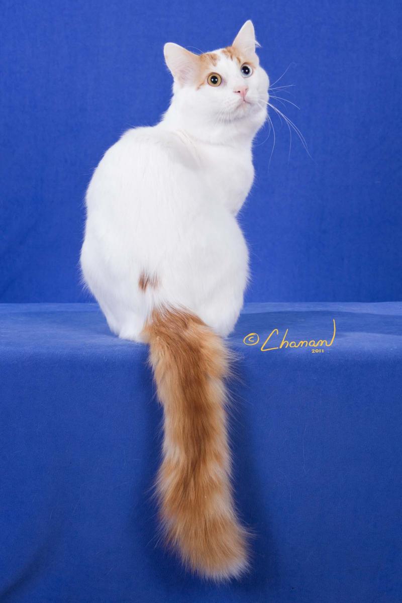 Cute White Turkish Van Cat With Long Orange Tail