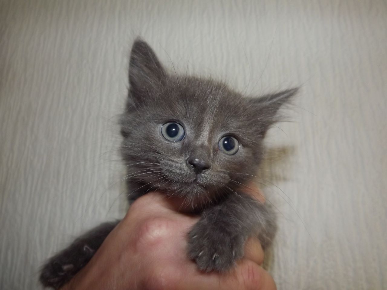 Dark Gray Laperm Kitten