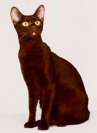 Dark Havana Brown Cat