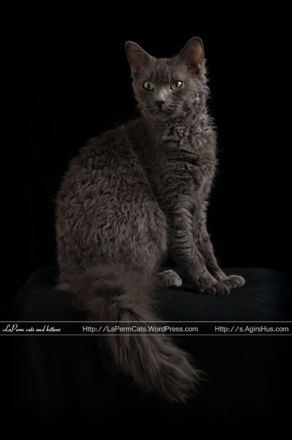Dark Laperm Cat Sitting