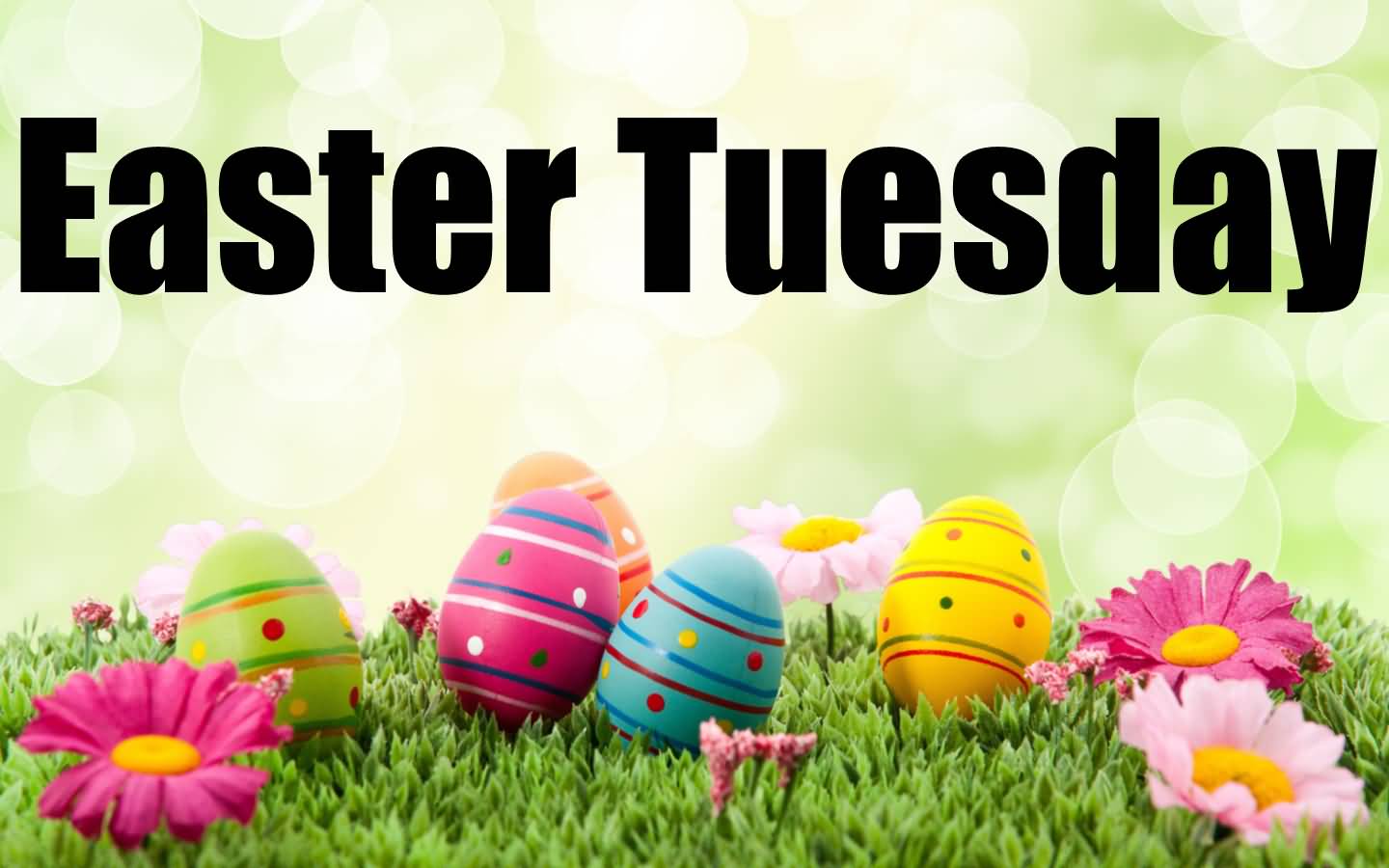Easter Tuesday Beautiful Eggs And Flowers Picture